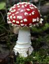 mushroommushroom