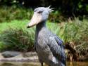 shoebill_img01-l