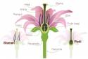 flower_anatomy_rd3_blog140226