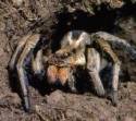 african_wolf_spider