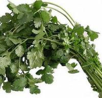 coriander stalks and leaves