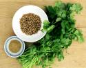 coriander