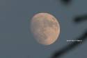 gibbous_lolcopyright