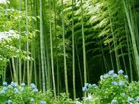 bamboo