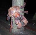 coconut-crab