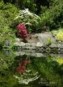 Japanese Garden - Wangshi Garden