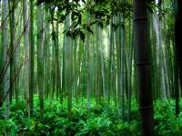 bamboo-forest-kyoto
