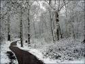 snow_norsey_woods_470_470x352