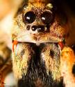 spider_close_up-753190