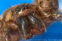 scary-ass-spider-rangiroa