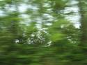 blurry_forest