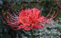 spider-lily