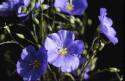 flax_flower01