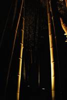 dsc_4142_bamboo_forest_500