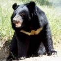 WSPA-asiatic-black-bear