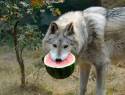 unnamed fruit-selling wolf tengu