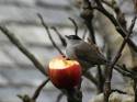 ambitious plum enjoyer