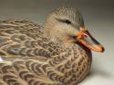 mallard hen