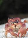 Crabs_-_Barbados