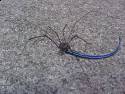 Harvestman_eating_skink_tail