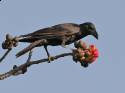 Large-billed_Crow_(Corvus_macrorhynchos)_feeding_o