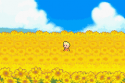 m3_SunflowerField