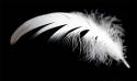 white-feather