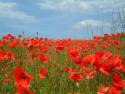 and then there were poppies