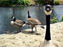 geese with a lease