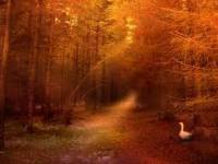 Orange-forest-creativity-16401082-259-194