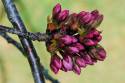 cherry-blossom-buds-michael-fusco