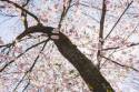 blossoming-cherry-tree-royalty-free-image-76316726