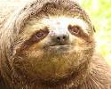 a_sloth