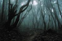 Dark_Forest