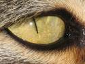 eye_of_beast