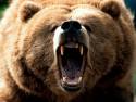 may the bear be with you