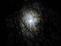 darkness-forest-night-image