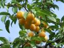 Prunus_domestica
