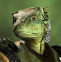 race_argonian