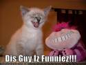 funny-pictures-kitten-and-stuffed-animal-laugh-tog