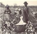 Cotton