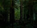 dark_forest_wallpaper_5-t2