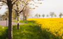 landscapes trees flowers fields 2560x1600 wallpape