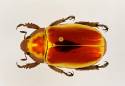 scarab