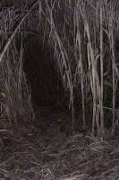 Bamboo Forest Pathway