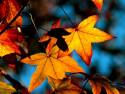 Autumn-Leaves