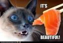 funny-pictures-cat-likes-salmon