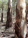 How do you start an exploding tree