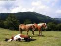 sleeping_horse-normal