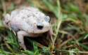 albino toad